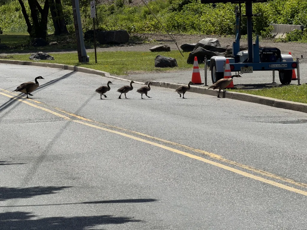 Right of way for a goose family